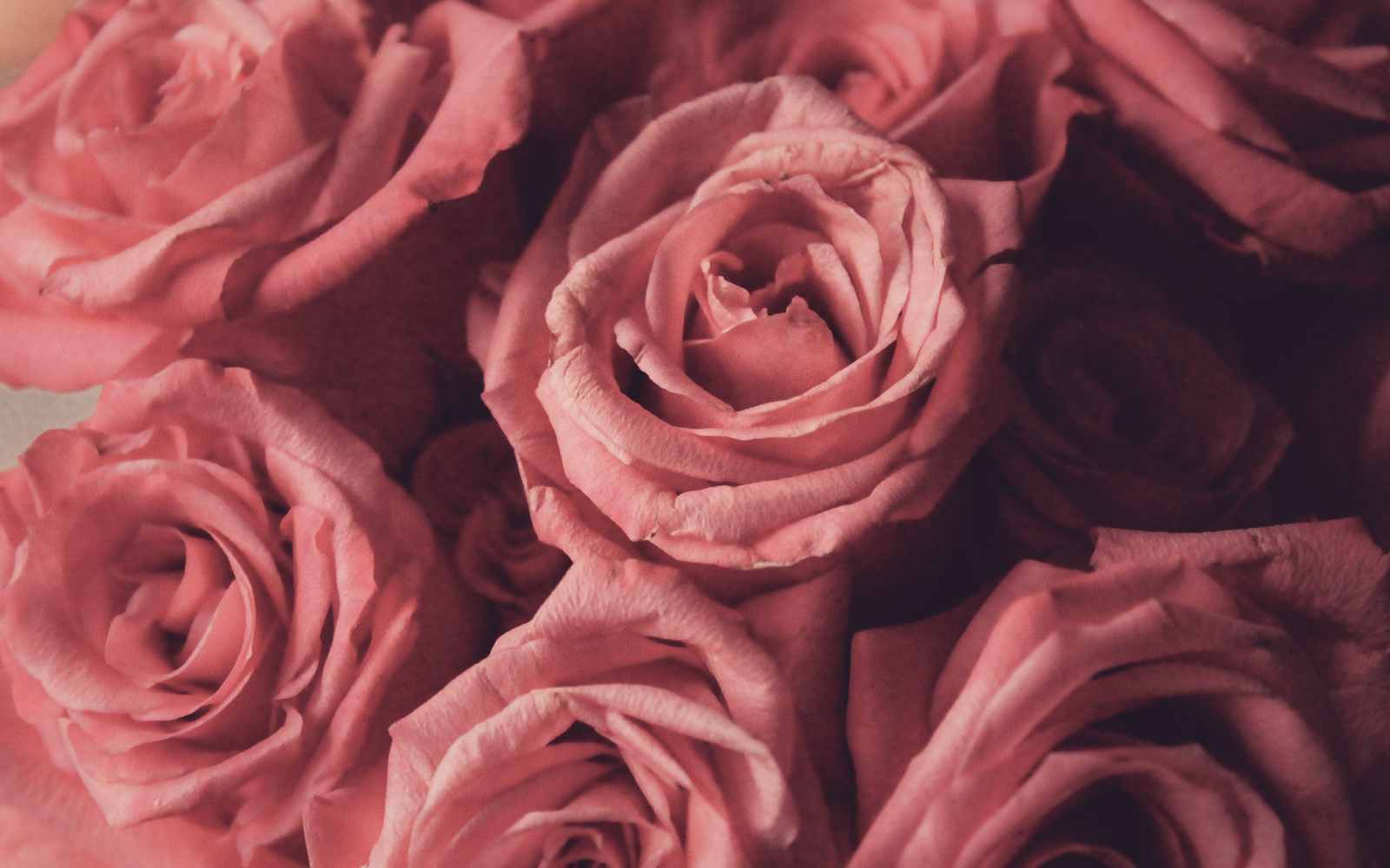 ALL ABOUT ROSE ABSOLUTE - Angelico