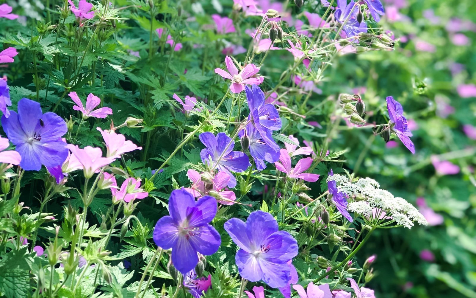 ALL ABOUT ROSE GERANIUM ESSENTIAL OIL - Angelico