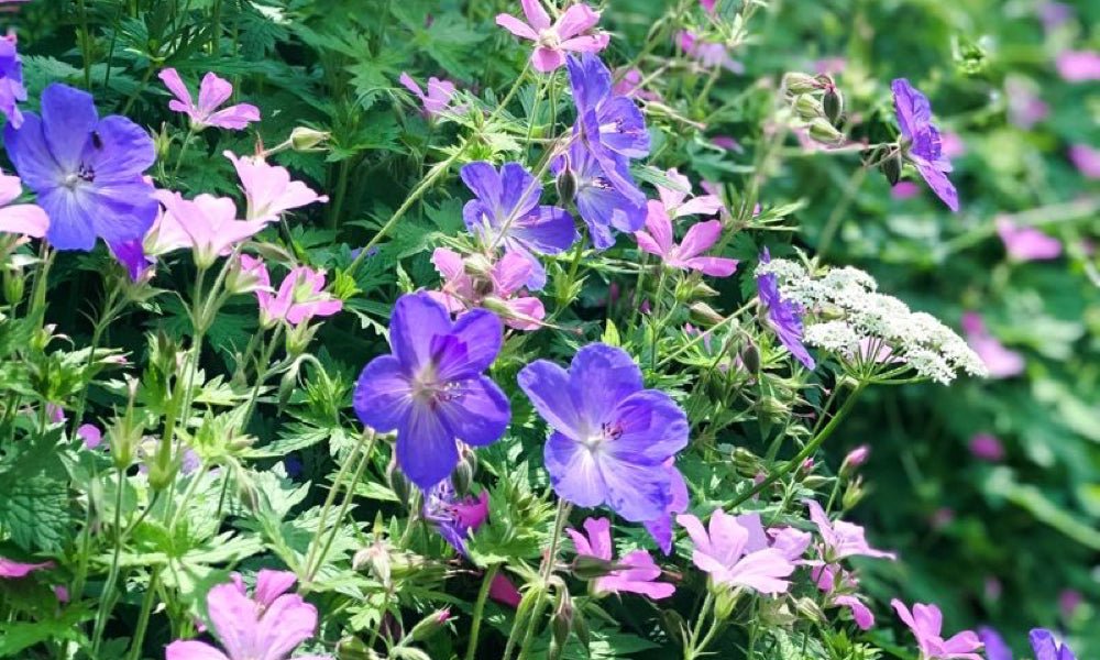 ALL ABOUT ROSE GERANIUM ESSENTIAL OIL - Angelico