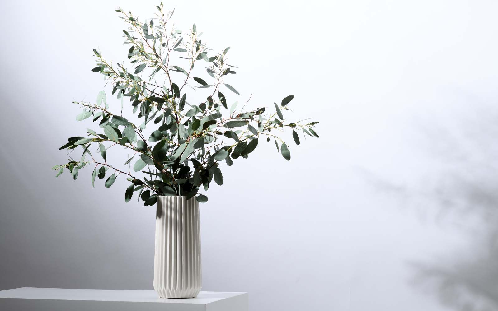 EUCALYPTUS - Angelico