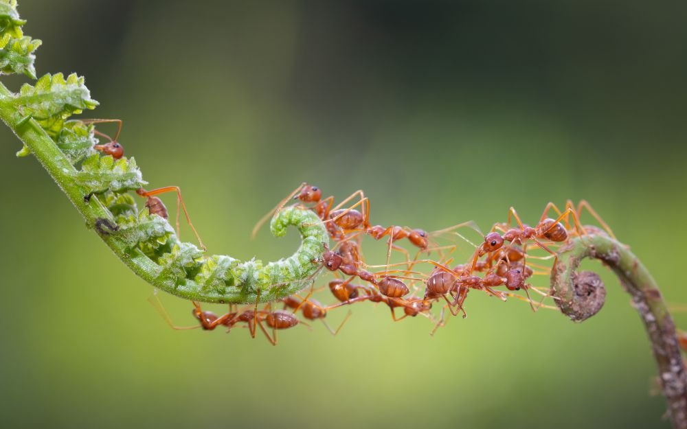 HOW TO USE ESSENTIAL OILS AS INSECT REPELLENTS - Angelico