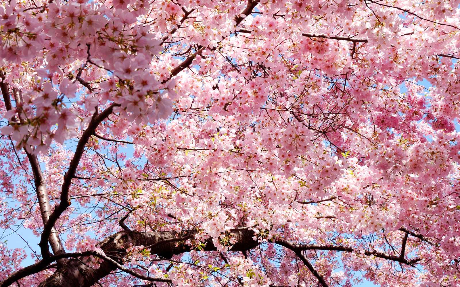 REVITALISE FOR SPRING - Angelico