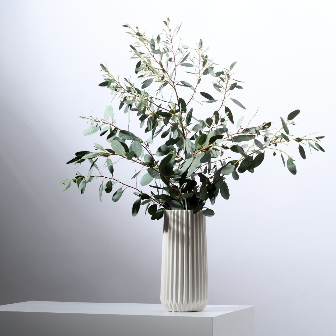 Eucalyptus Gift Bundle - Angelico