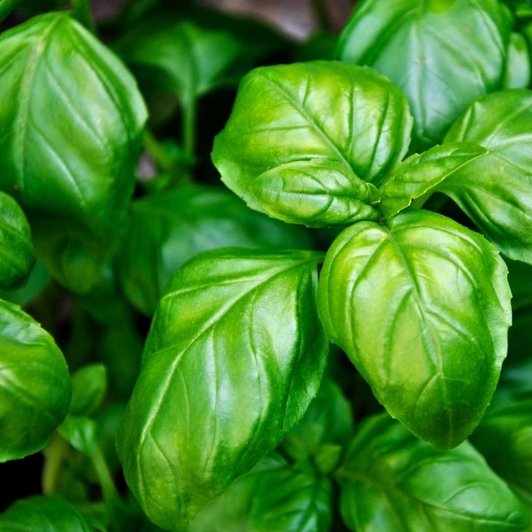 Sweet Basil Organic Essential Oil - Angelico