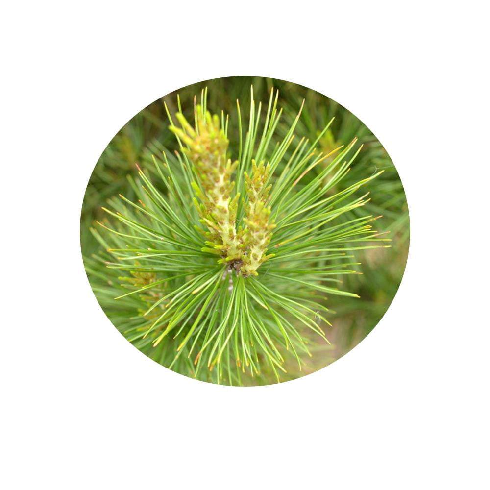 Cedarwood Organic Essential Oil - Angelico.London