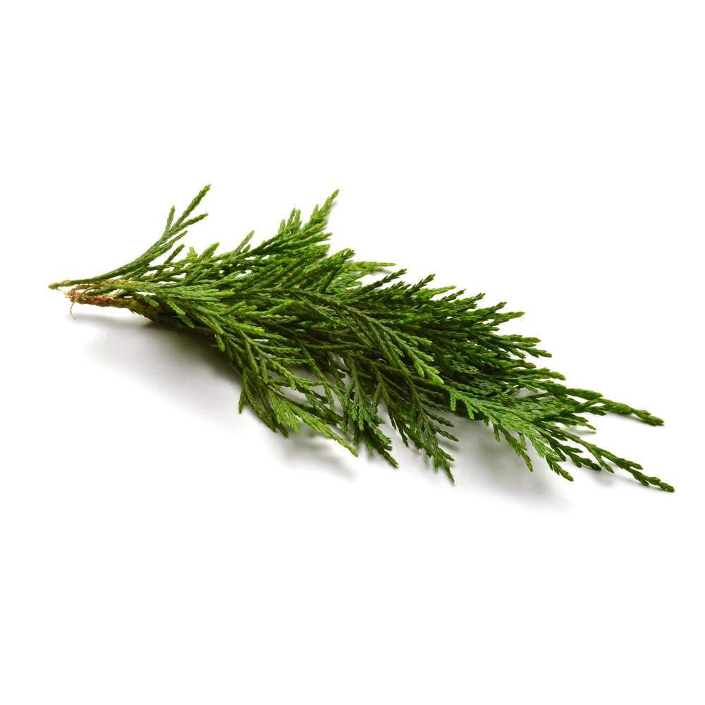 Cypress Organic Essential Oil - Angelico.London