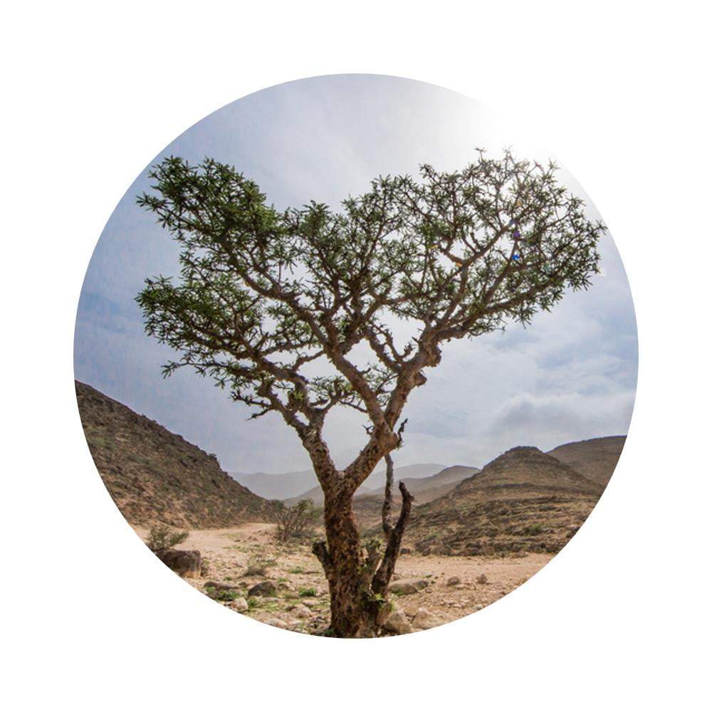 Frankincense Organic Essential Oil - Angelico.London