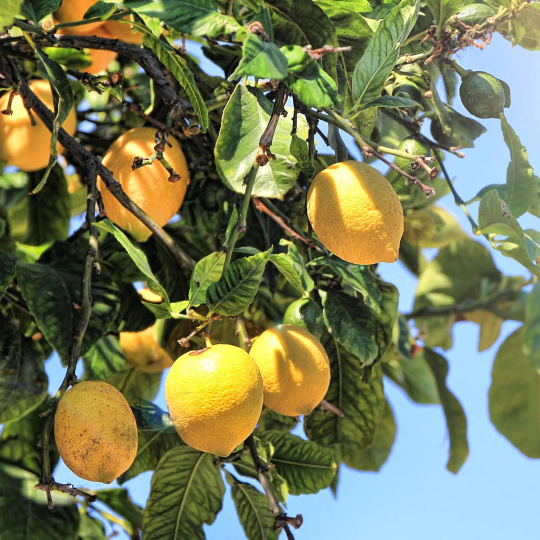 Lemon Organic Essential Oil - Angelico.London