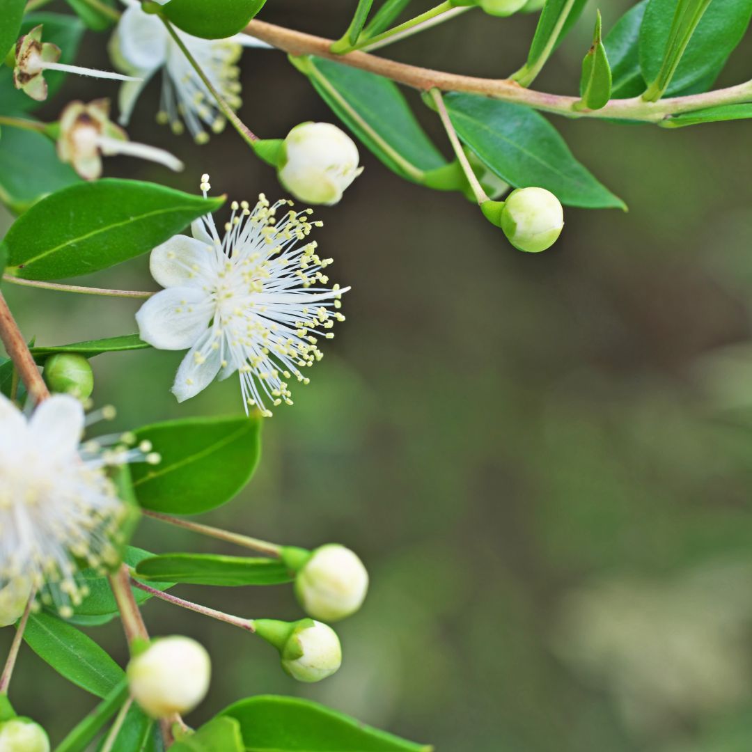 Myrtle Organic Essential Oil - Angelico