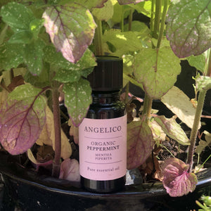 Peppermint Organic Essential Oil - Angelico.London