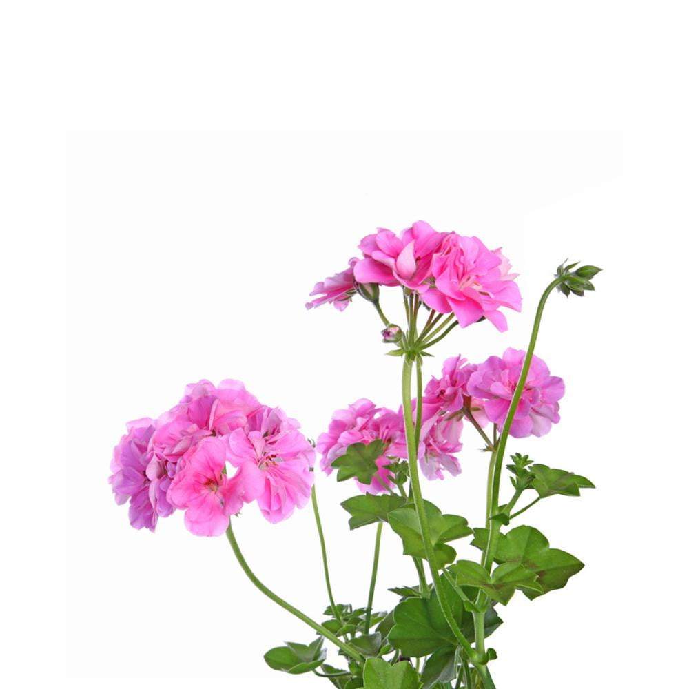 Rose Geranium Organic Essential Oil - Angelico.London