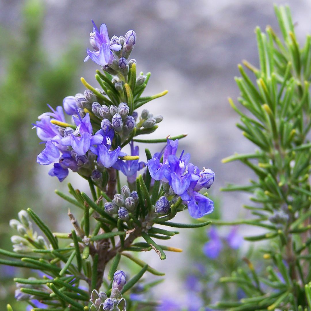 Angelico Rosemary Essential Oil