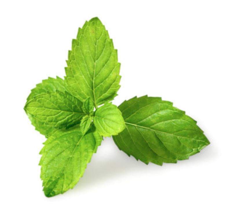 Spearmint Organic Essential Oil - Angelico