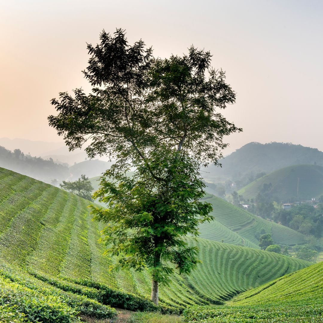 Tea Tree Organic Essential Oil - Angelico