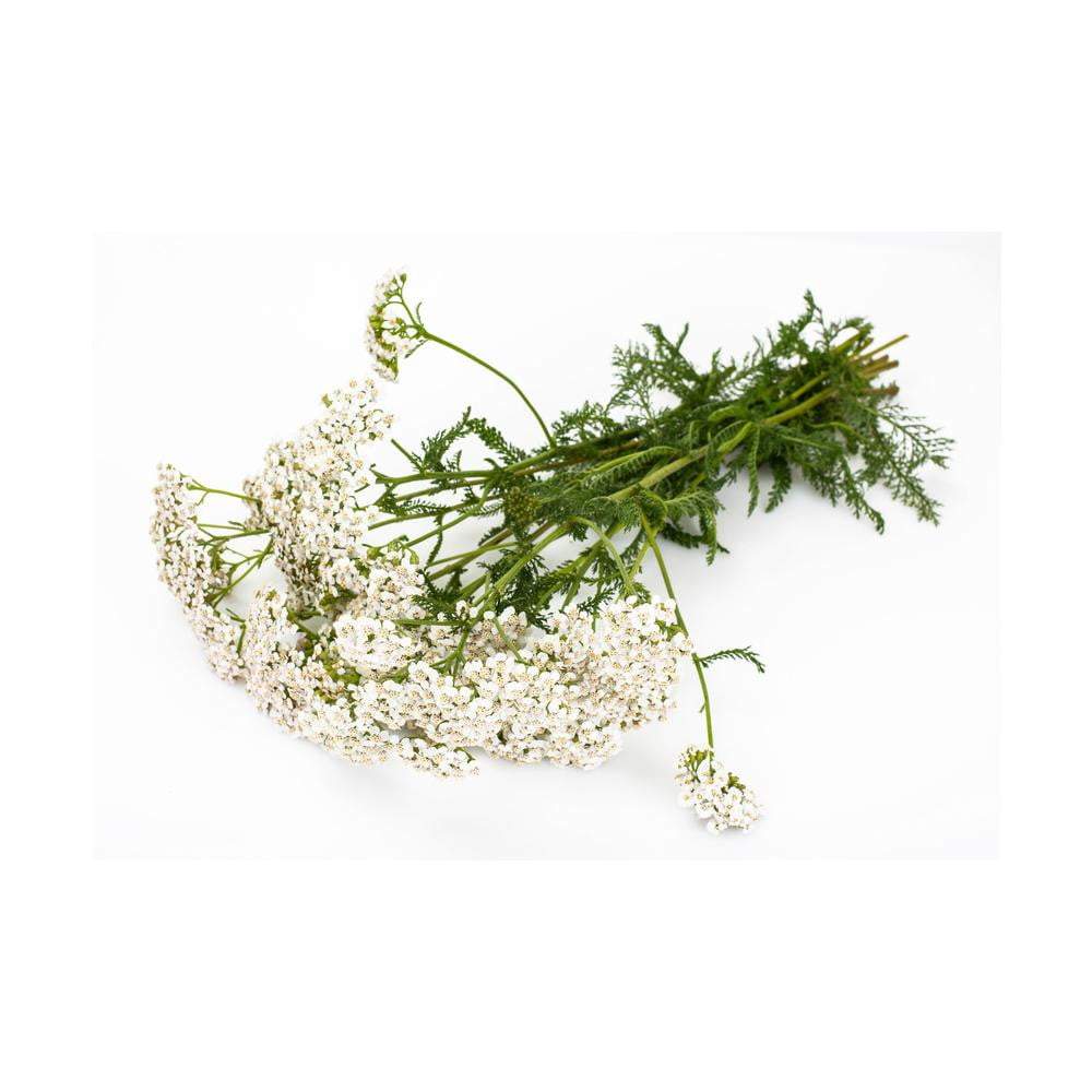 Yarrow Organic Essential Oil - Angelico.London