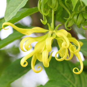 Ylang Ylang Organic Essential Oil - Angelico
